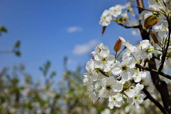 桃花旺盛未必是好事，如何化解感情纠葛找回幸福？