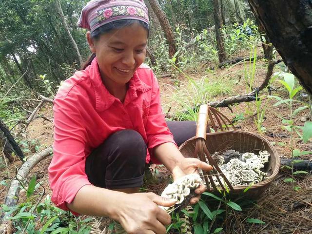 云南采菌子火出圈，人比菌多，你还不来捡？