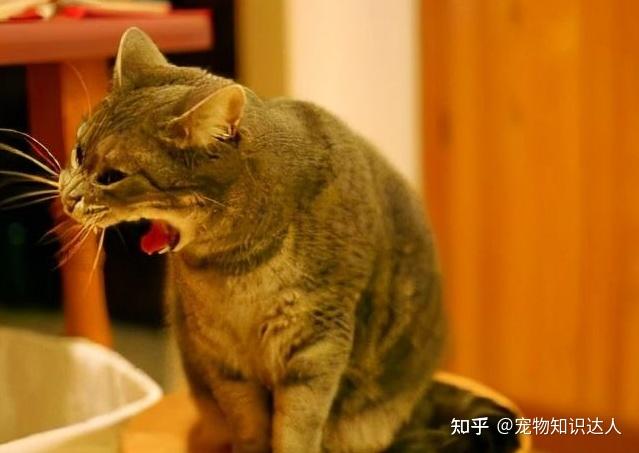 猫舔毛会引发便秘？养猫人必知的惊人真相